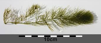 Image result for Ceratophyllum submersum