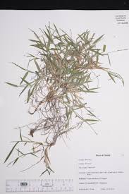 Image result for Brachychloa
