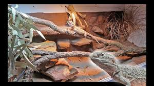 When autocomplete results are available use up and down arrows to review and enter to select. Naturalistic Bearded Dragon Setup Youtube