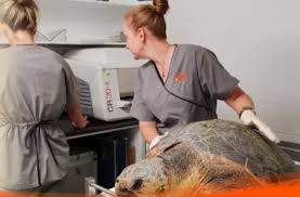 Pets and vets wa (victoria park and lathlain vets) veterinarian in perth, western australia. Pets Vets Victoria Park The Veterinary Map