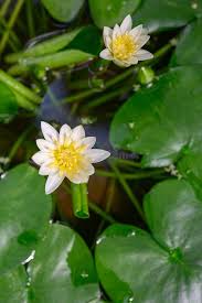 Image result for Nymphaea heudelotii