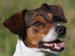 Maybe you would like to learn more about one of these? Jack Russell Terrier Guard Dog Training Tips