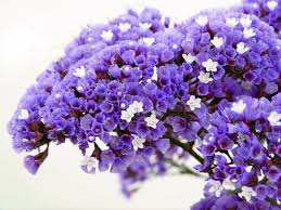 Choose the colour that goes well with your main bouquet flowers. Popular Examples Of Foliage And Filler Flowers Flower Press
