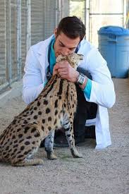 This Is Him Snuggling A Serval Animal Doctor Serval Cats Veterinarian
