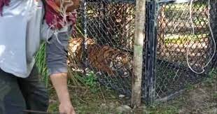 Entdecke rezepte, einrichtungsideen, stilinterpretationen und andere ideen zum ausprobieren. Harimau Yang Memangsa Ternak Warga Di Aceh Singkil Ditangkap