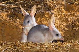 Say Hello To The Bilby Animals Australian Animals Habitats