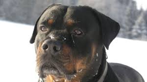 Der rottweiler ist eine zu unrecht verurteilte hunderasse. Rottweiler Attackiert Frau Tierwelt