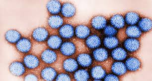 Die schluckimpfung gegen rotaviren ist die allererste impfung, die für säuglinge empfohlen wird. Rotavirus Impfung Studien Bestatigen Minimales Risiko Von