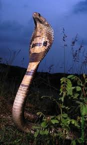 Nature S Top Five Secret Healing Powers Indian Cobra Pet Tiger Snake Information