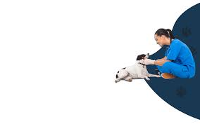 Check spelling or type a new query. Animal Hospital Services Beaver Dam Il Beaver Dam Veterinary Clinic