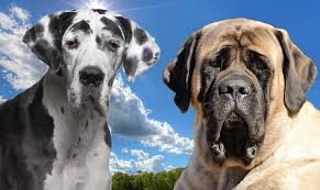 We did not find results for: Largest Dog Breeds In The World World S Tallest Heaviest Dog Giant Dogs