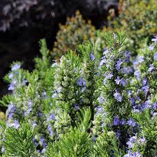 Image result for Rosmarinus officinalis