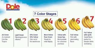 7 Stages Of Bananas In 2019 Food Grilling Tips Green Tips