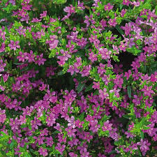 Image result for Cuphea