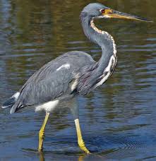 Identification Water Birds Of Colorado Tricolored Heron Garza Pechiblanca They Are Migratory Birds It S Usually Solitary It S Very Defensive About Its Hunting Area And It Charges At Other Inva