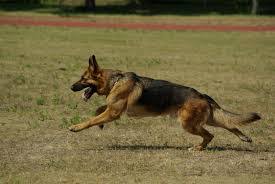How Much Exercise Does A German Shepherd Need Barkercise