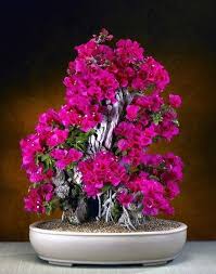 Check spelling or type a new query. 40 Best Collections Flowering Indoor Bonsai Tree Pink Wool