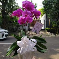 We did not find results for: Bunga Meja Mentari Florist Jakarta