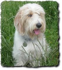 Image result for malý vendéeský hrubosrstý honič