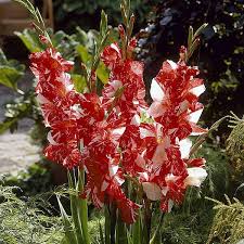 Image result for Gladiolus zambesiacus