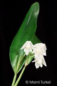 Image result for Polystachya bicarinata