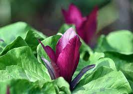 Check spelling or type a new query. Trillium A Choice Plant Dunedin Botanic Garden Official Website