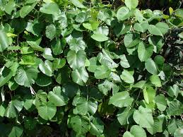 Image result for Argyreia nervosa