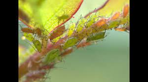 Termite inspection sacramento california usa pinnacle pest control applied pest management pest control, termite inspection, rodent control, bed bug removal, ant control, 4551 orangegrove ave | 95822. Pest Management Flows To Bay