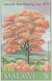 Image result for Brachystegia spiciformis × microphylla