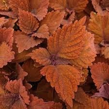 Image result for Coleus alpinus