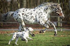 Make sure you introduce them slowly and let your horse get to know the. This Dalmatian Is The 3rd Wheel In This Family Of Horses And We Re In Love 14 Images I Can Has Cheezburger