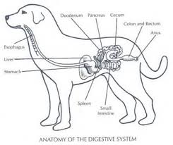 Dog Digestive System Dolly The Doxie Vet Medicine Vet Tech School Dog Anatomy