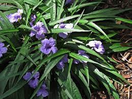 Each one showing off her dainty and ruffled flare skirt. Dwarf Mexican Petunia Ruellia Quart Size Perennial Plant Petunias Plants Perennial Plants