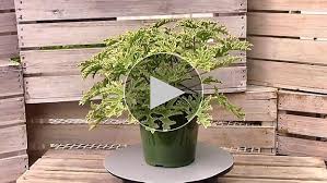 Image result for Pelargonium graveolens