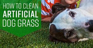 Artificial grass and natural grass clean pet solutions provide pet friendly cleaning products artificial grass cleaner clean solutions for your pets clean pet solutions is dedicated to providing healthy, pet friendly cleaning products to help ensure your pet is raised in a healthy, loving environment. How To Clean Artificial Dog Grass Simple Green