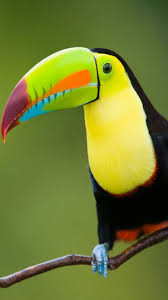 Hd Wallpaper Birds And Flowers Toucan Bird 4k Ultra Hd Mobile Wallpaper Puffins Bird Rainforest Birds Toucan Art