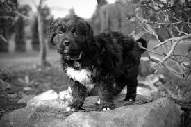 Bernese Mountain Dog Black And White Labernese 9weeks Half Bernese Mountain Dog Half Black Lab Her Name Is Nala Bernese Mountain Dog Mountain Dogs Animals