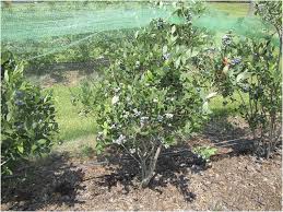 Southern highbush blueberries showed early fruit coloring ('misty' may 7ᵗʰ)) and rabbiteye was the latest ('powderblue' and 'tifblue', june 10ᵗʰ). Gumbo Southern Highbush Blueberry In Hortscience Volume 53 Issue 9 2018
