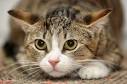 The Domestic Shorthair - Cat Breeds Encyclopedia