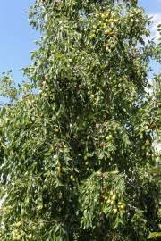 Image result for Rhamnus prinoides