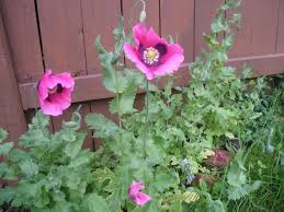 Whether you're planting bulbs, annuals or perennials, flower gardens add a beautiful splash of colour throughout the season. How To Grow Poppies From Seed Planting Them Via Ice Cubes Sooo Cool I Am Def Trying This Method Growing Poppies Planting Poppies Flower Pots