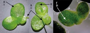 Image result for Lemna