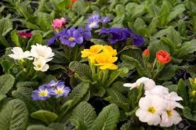 Maybe you would like to learn more about one of these? Purple Blue And White Flowers Bloom In February Ready For The March 8 Women S Day In A Sunny Greenhouse In The Village Near Novi Sad Serbia Stock Photo Picture And Royalty Free