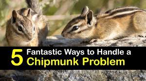 A few home remedies to keep chipmunks away eliminates concerns and preserves your vegetable garden and yard. 5 Fantastic Ways To Handle A Chipmunk Problem
