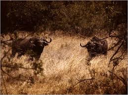Maybe you would like to learn more about one of these? Identify An Ecological Niche For African Buffalo Learn Arcgis