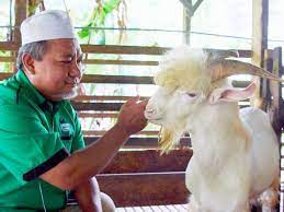 Jenis kambing untuk bisnis dan jenis kambing untuk qurban ini dapat hidup dengan baik di indonesia. Panching Farm Bermula Dengan 10 Ekor Kambing