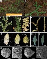 Image result for Selaginella mittenii
