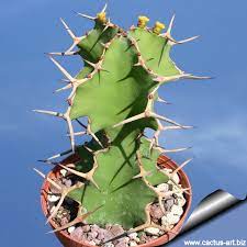 Christmas cacti don't like full sun and need bright, but filtered light to thrive. Euphorbia Grandicornis Subsp Grandicornis
