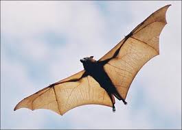 Bat Medicine Bat Mammal Bat Mammals