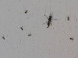 We did not find results for: Bugs That Rule Northeast Ohio In The Summer Mayflies Midges Fireflies Mosquitoes And More Cleveland Com